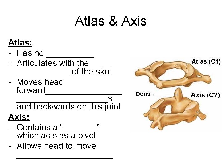 Atlas & Axis Atlas: - Has no _____ - Articulates with the ______ of