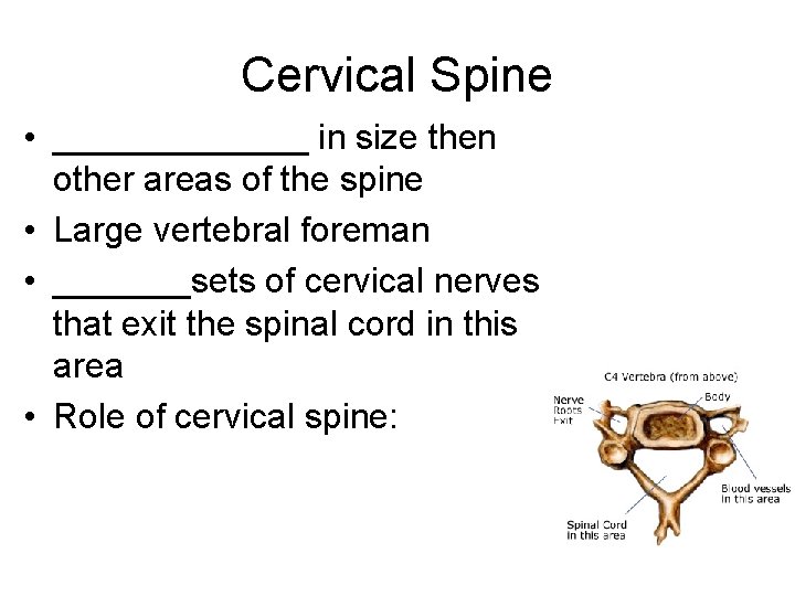 Cervical Spine • _______ in size then other areas of the spine • Large