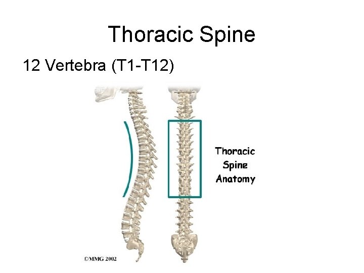 Thoracic Spine 12 Vertebra (T 1 -T 12) 