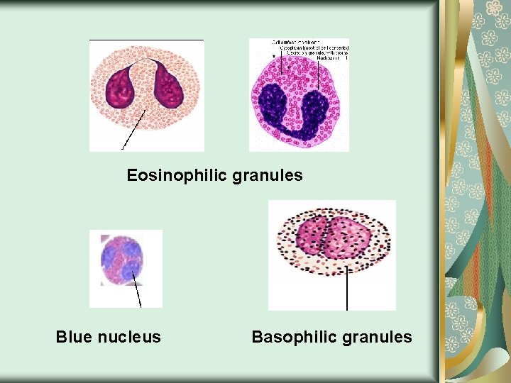 Eosinophilic granules Blue nucleus Basophilic granules 