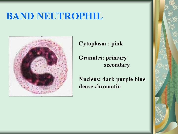 BAND NEUTROPHIL Cytoplasm : pink Granules: primary secondary Nucleus: dark purple blue dense chromatin