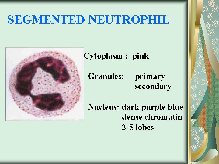 SEGMENTED NEUTROPHIL Cytoplasm : pink Granules: primary secondary Nucleus: dark purple blue dense chromatin