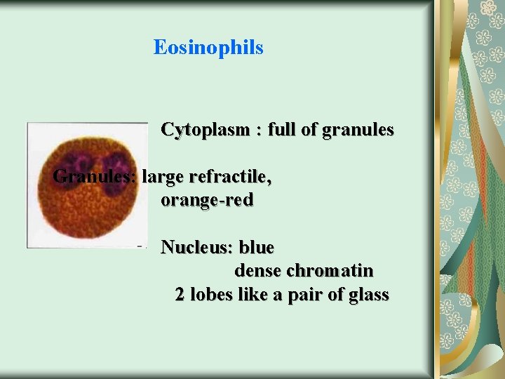 Eosinophils Cytoplasm : full of granules Granules: large refractile, orange-red Nucleus: blue dense chromatin