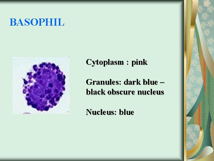 BASOPHIL Cytoplasm : pink Granules: dark blue – black obscure nucleus Nucleus: blue 