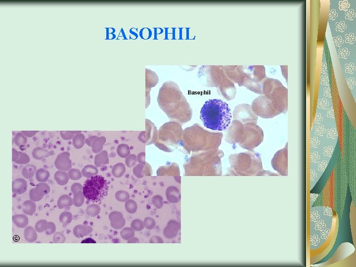 BASOPHIL 