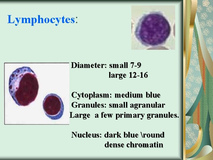 Lymphocytes: Diameter: small 7 -9 large 12 -16 Cytoplasm: medium blue Granules: small agranular