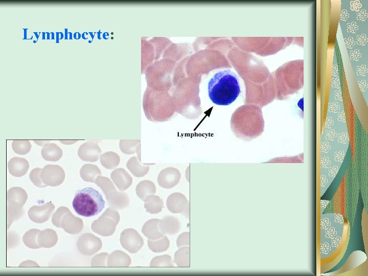 Lymphocyte: 