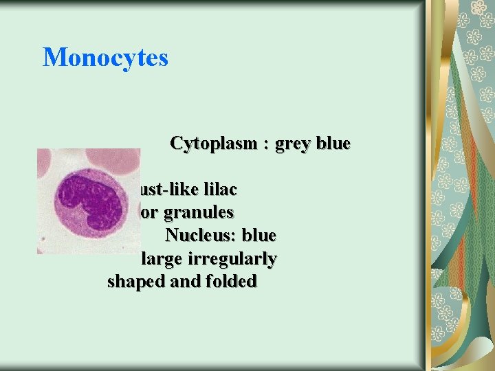 Monocytes Cytoplasm : grey blue Granules: dust-like lilac color granules Nucleus: blue large irregularly