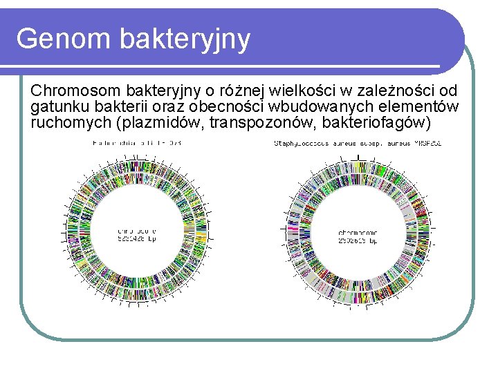 Genom bakteryjny Chromosom bakteryjny o różnej wielkości w zależności od gatunku bakterii oraz obecności