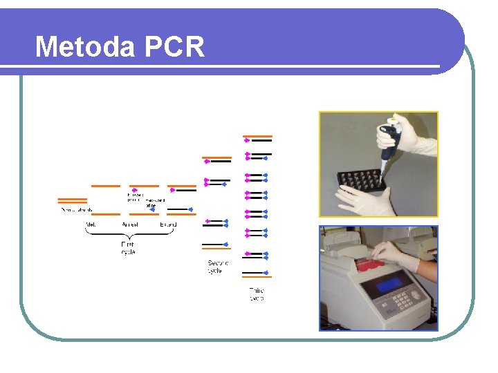 Metoda PCR 