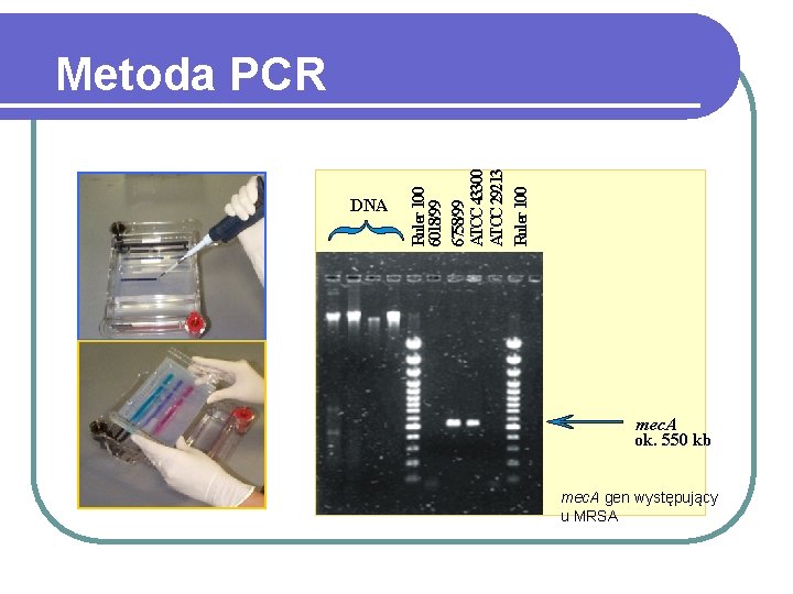 DNA Ruler 100 6018/99 6758/99 ATCC 43300 ATCC 29213 Ruler 100 Metoda PCR mec.