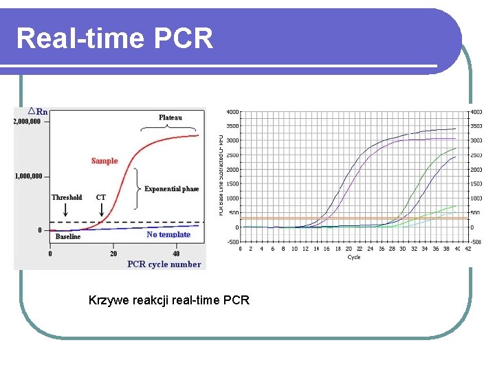 Real-time PCR Krzywe reakcji real-time PCR 