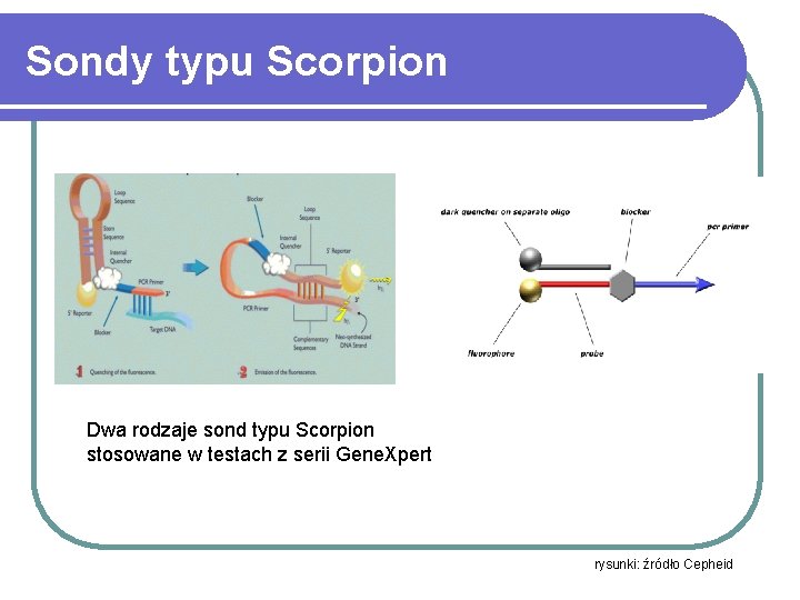 Sondy typu Scorpion Dwa rodzaje sond typu Scorpion stosowane w testach z serii Gene.