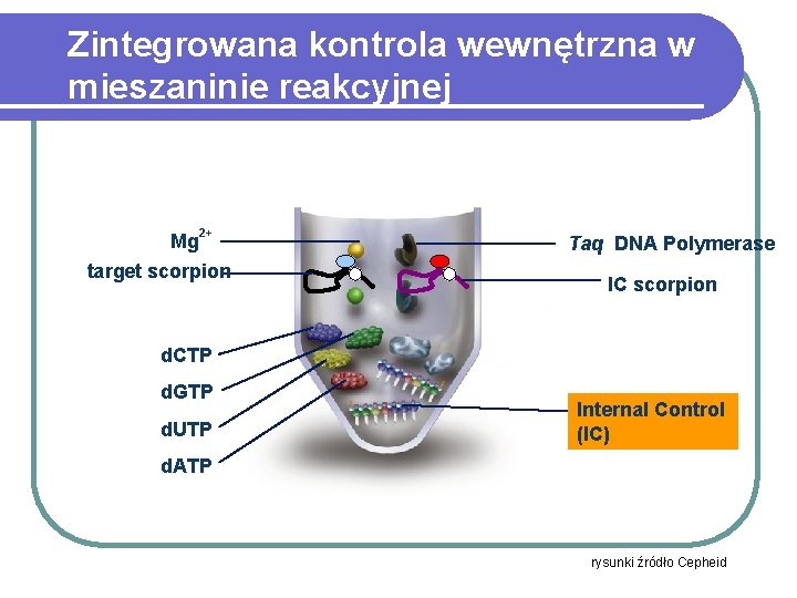 Zintegrowana kontrola wewnętrzna w mieszaninie reakcyjnej Mg 2+ target scorpion Taq DNA Polymerase IC