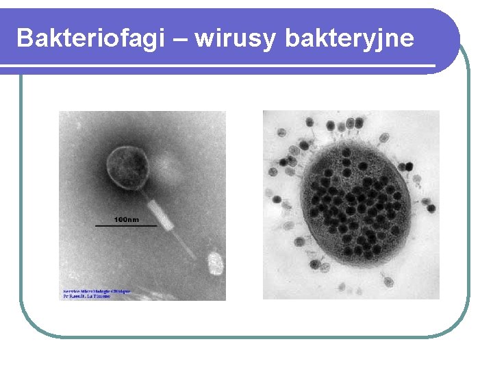 Bakteriofagi – wirusy bakteryjne 