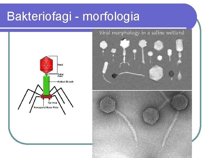 Bakteriofagi - morfologia 