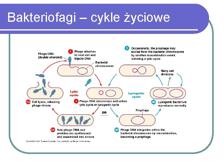 Bakteriofagi – cykle życiowe 