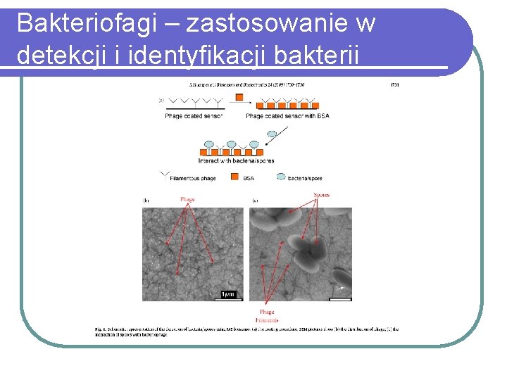 Bakteriofagi – zastosowanie w detekcji i identyfikacji bakterii 