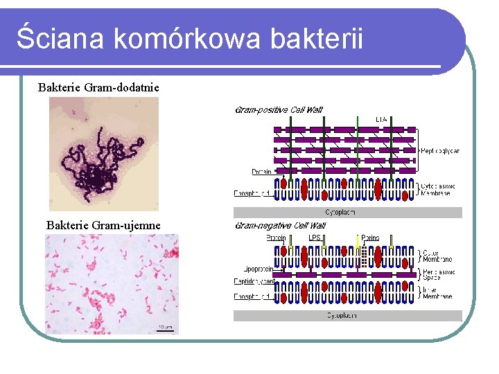 Ściana komórkowa bakterii Bakterie Gram-dodatnie Bakterie Gram-ujemne 