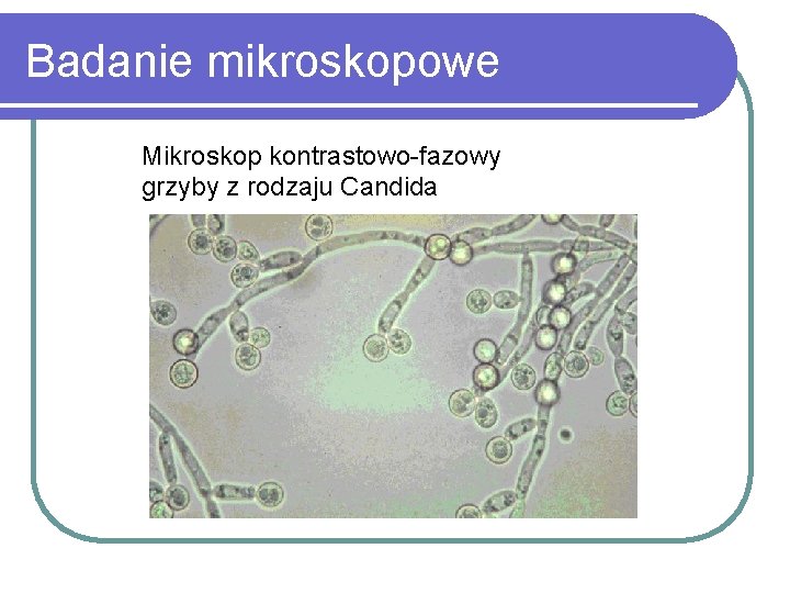 Badanie mikroskopowe Mikroskop kontrastowo-fazowy grzyby z rodzaju Candida 