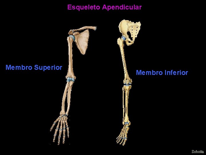 Esqueleto Apendicular Membro Superior Membro Inferior Sobotta 