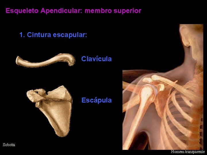 Esqueleto Apendicular: membro superior 1. Cintura escapular: Clavícula Escápula Sobotta Homem transparente 