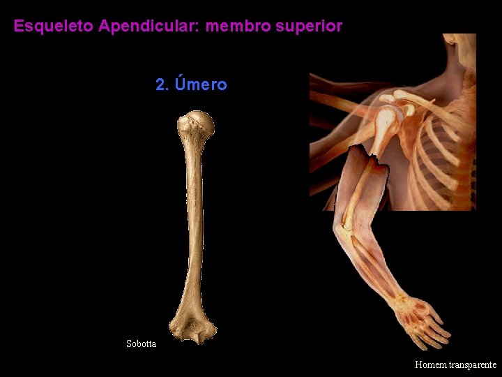 Esqueleto Apendicular: membro superior 2. Úmero Sobotta Homem transparente 