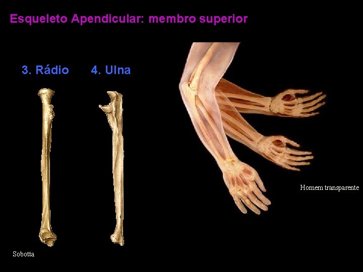 Esqueleto Apendicular: membro superior 3. Rádio 4. Ulna Homem transparente Sobotta 