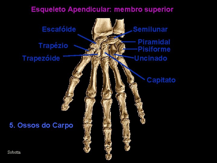 Esqueleto Apendicular: membro superior Escafóide Trapézio Trapezóide Semilunar Piramidal Pisiforme Uncinado Capitato 5. Ossos