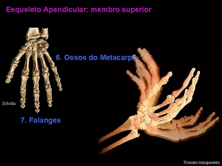 Esqueleto Apendicular: membro superior 6. Ossos do Metacarpo Sobotta 7. Falanges Homem transparente 