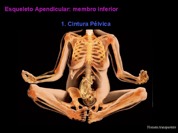 Esqueleto Apendicular: membro inferior 1. Cintura Pélvica ísquio Sobotta Homem transparente 