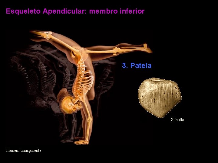 Esqueleto Apendicular: membro inferior 3. Patela Sobotta Homem transparente 