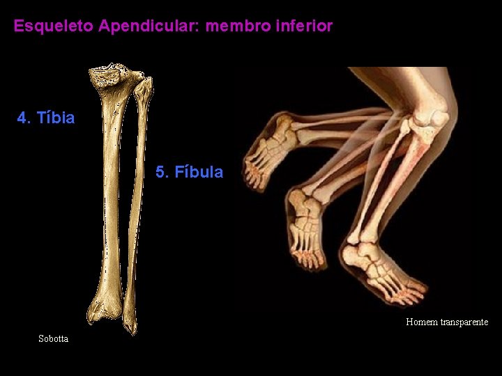 Esqueleto Apendicular: membro inferior 4. Tíbia 5. Fíbula Homem transparente Sobotta 