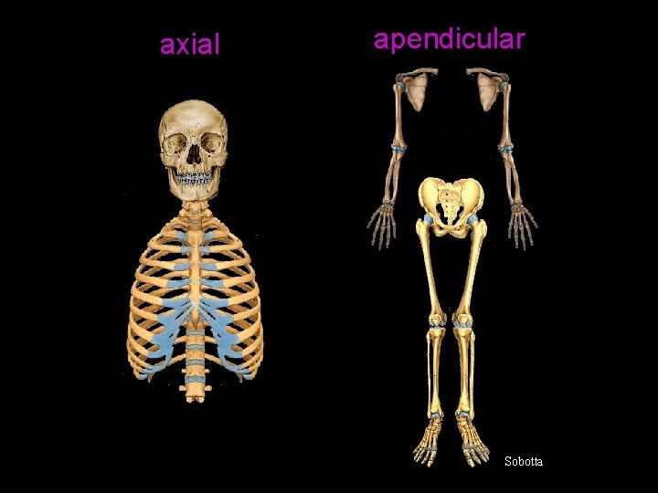 axial apendicular Sobotta 