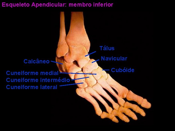 Esqueleto Apendicular: membro inferior Tálus Calcâneo Cuneiforme medial Cuneiforme intermédio Cuneiforme lateral Navicular Cubóide