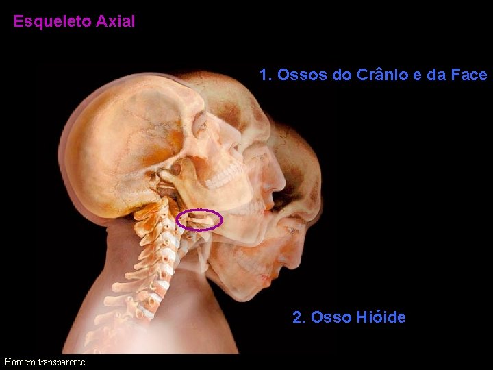 Esqueleto Axial 1. Ossos do Crânio e da Face 2. Osso Hióide Homem transparente