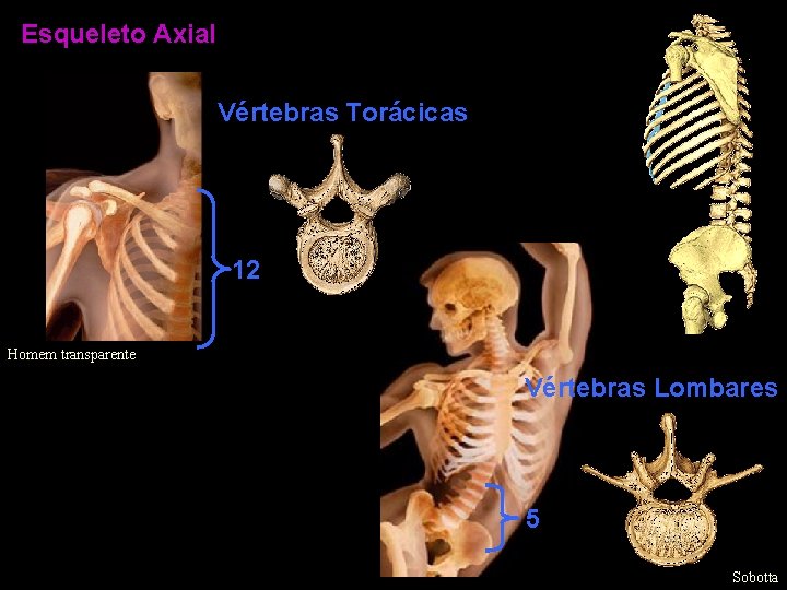 Esqueleto Axial Vértebras Torácicas 12 Homem transparente Vértebras Lombares 5 Sobotta 