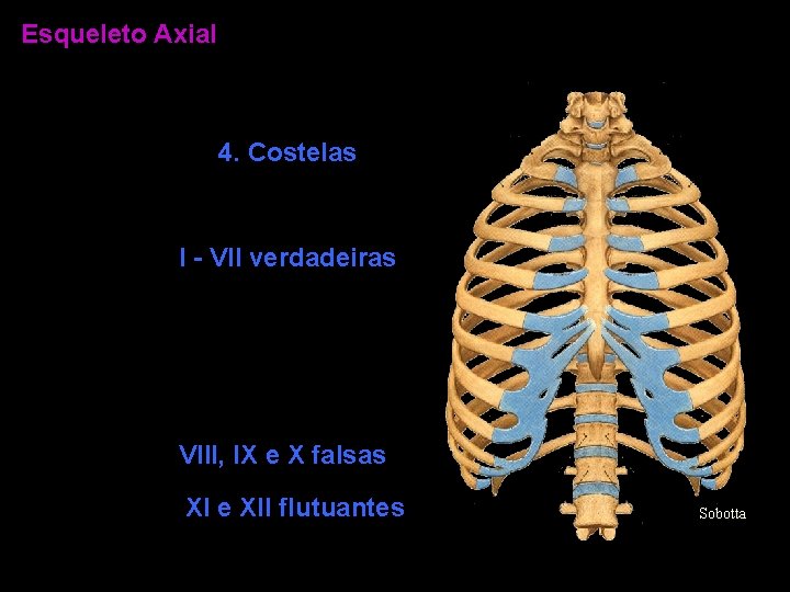 Esqueleto Axial 4. Costelas I - VII verdadeiras VIII, IX e X falsas XI
