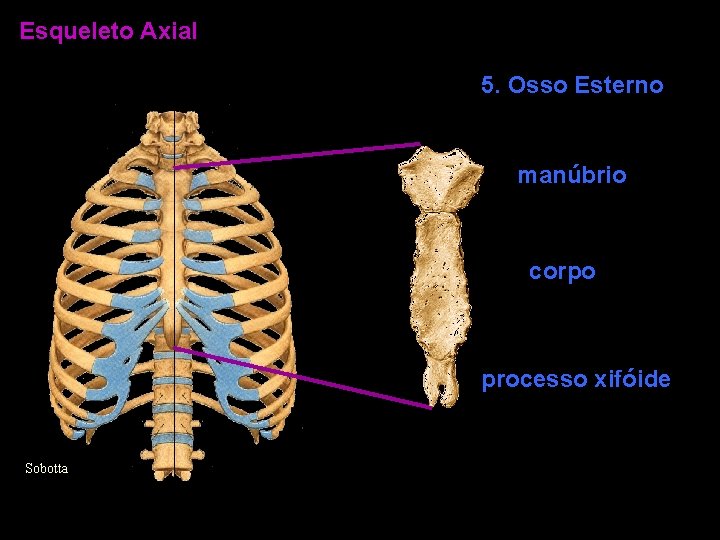 Esqueleto Axial 5. Osso Esterno manúbrio corpo processo xifóide Sobotta 