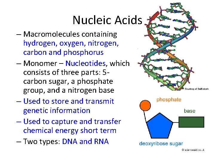 Nucleic Acids – Macromolecules containing hydrogen, oxygen, nitrogen, carbon and phosphorus – Monomer –
