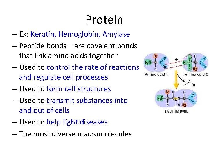 Protein – Ex: Keratin, Hemoglobin, Amylase – Peptide bonds – are covalent bonds that