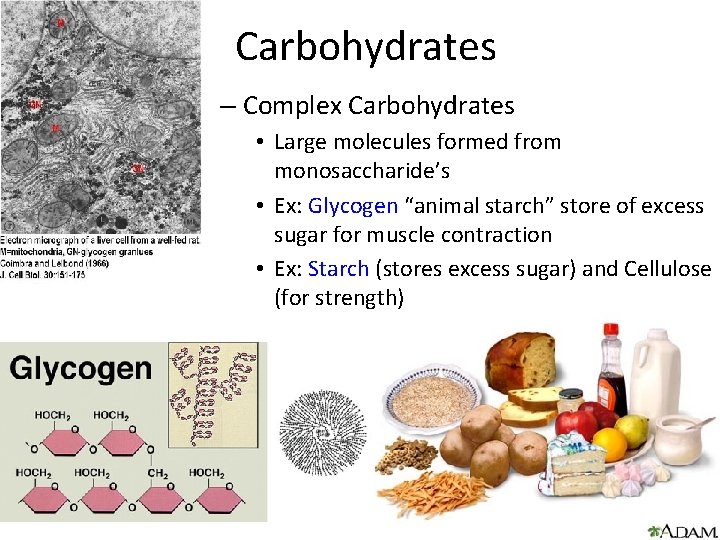 Carbohydrates – Complex Carbohydrates • Large molecules formed from monosaccharide’s • Ex: Glycogen “animal