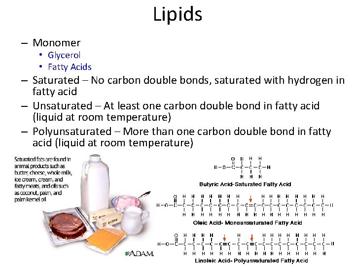 Lipids – Monomer • Glycerol • Fatty Acids – Saturated – No carbon double