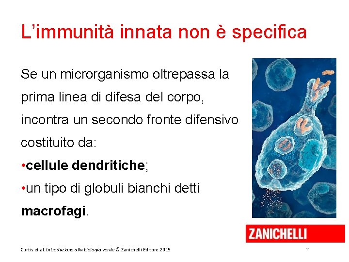 L’immunità innata non è specifica Se un microrganismo oltrepassa la prima linea di difesa