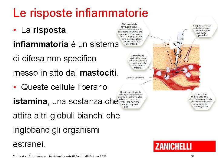 Le risposte infiammatorie • La risposta infiammatoria è un sistema di difesa non specifico