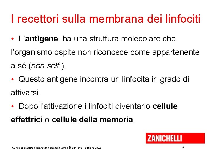 I recettori sulla membrana dei linfociti • L’antìgene ha una struttura molecolare che l’organismo