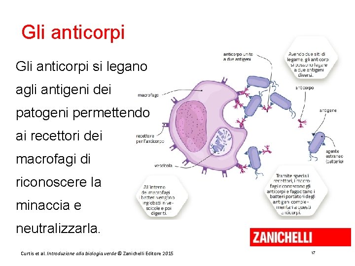 Gli anticorpi si legano agli antigeni dei patogeni permettendo ai recettori dei macrofagi di