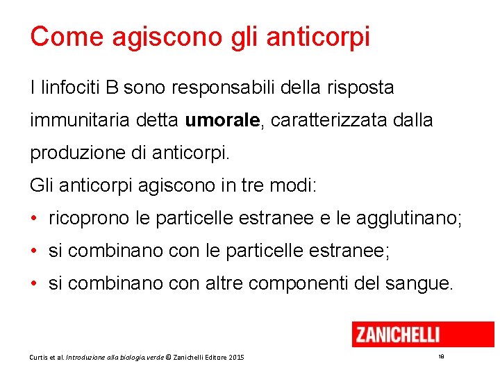 Come agiscono gli anticorpi I linfociti B sono responsabili della risposta immunitaria detta umorale,