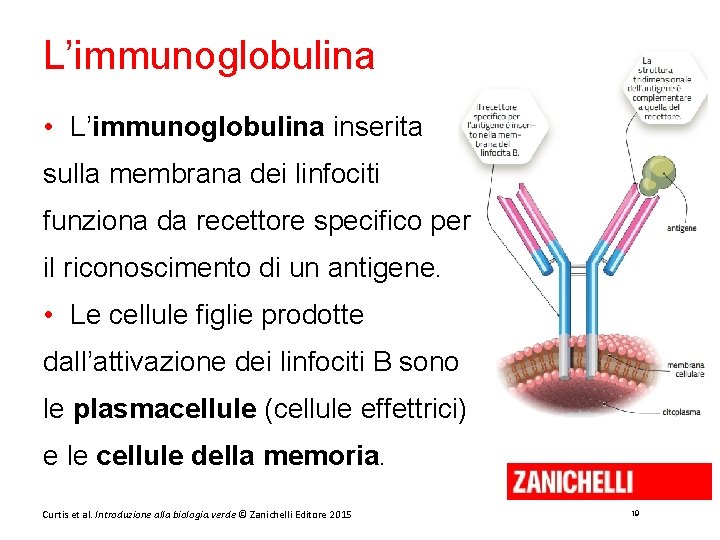 L’immunoglobulina • L’immunoglobulina inserita sulla membrana dei linfociti funziona da recettore specifico per il