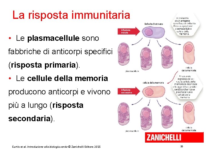 La risposta immunitaria • Le plasmacellule sono fabbriche di anticorpi specifici (risposta primaria). •